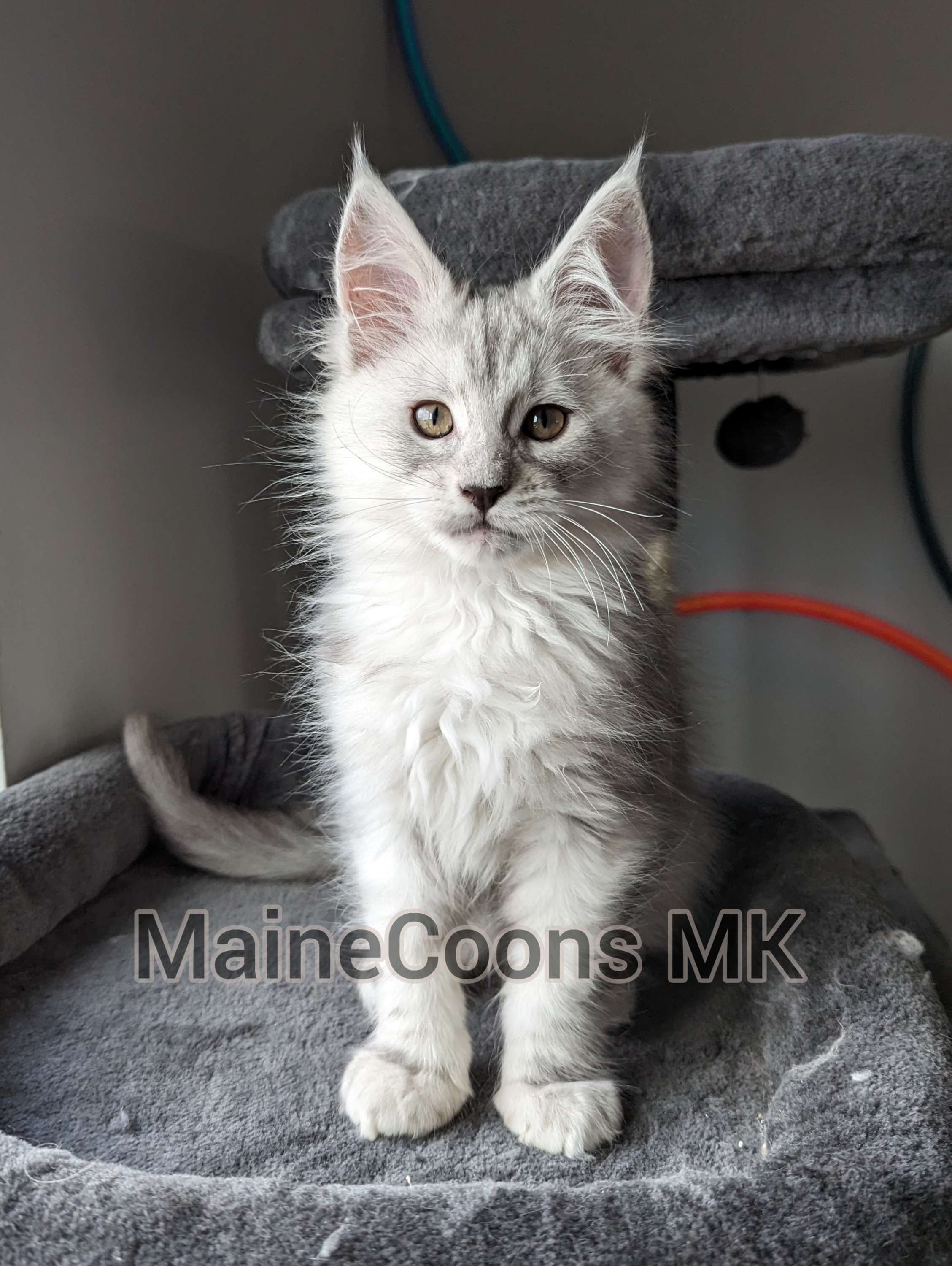 Diesel (Sold to Shelley in San Diego)