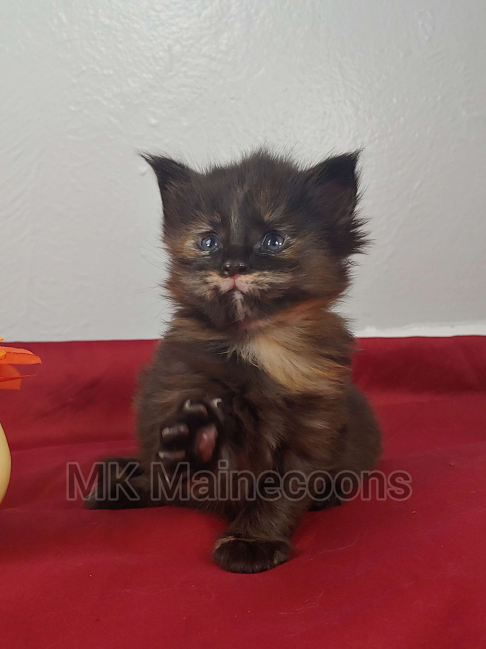 Thumbnail: Neko (Sold to Fred)