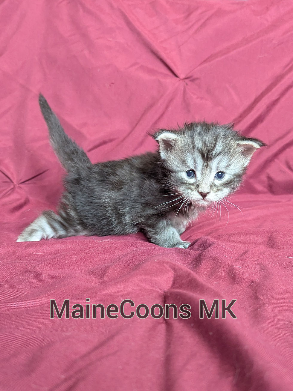 Thumbnail: Kobe (Adopted by Steven in MD)