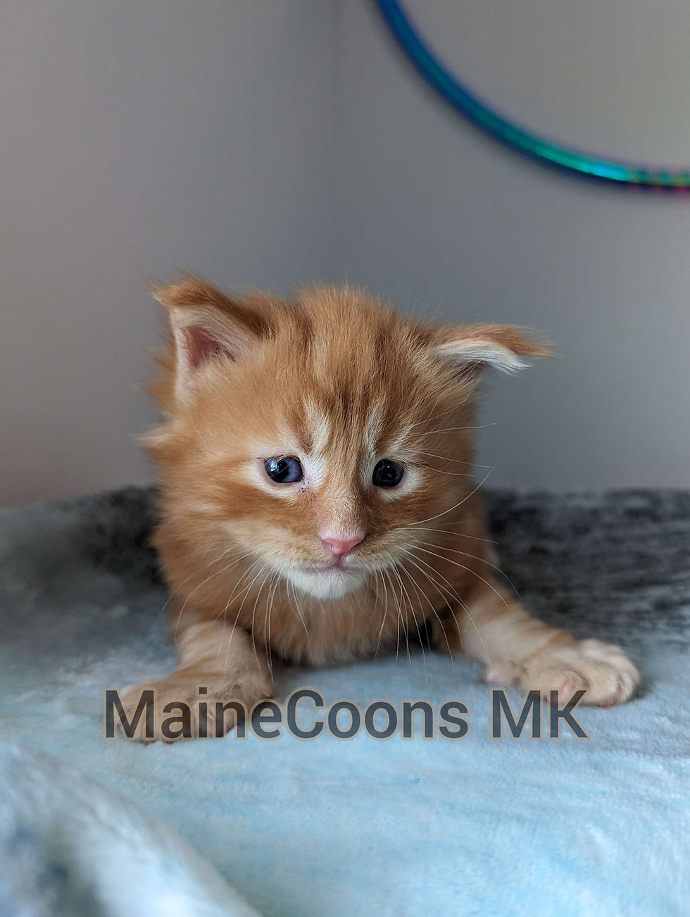 Thumbnail: Cooper (Sold to Kylie)