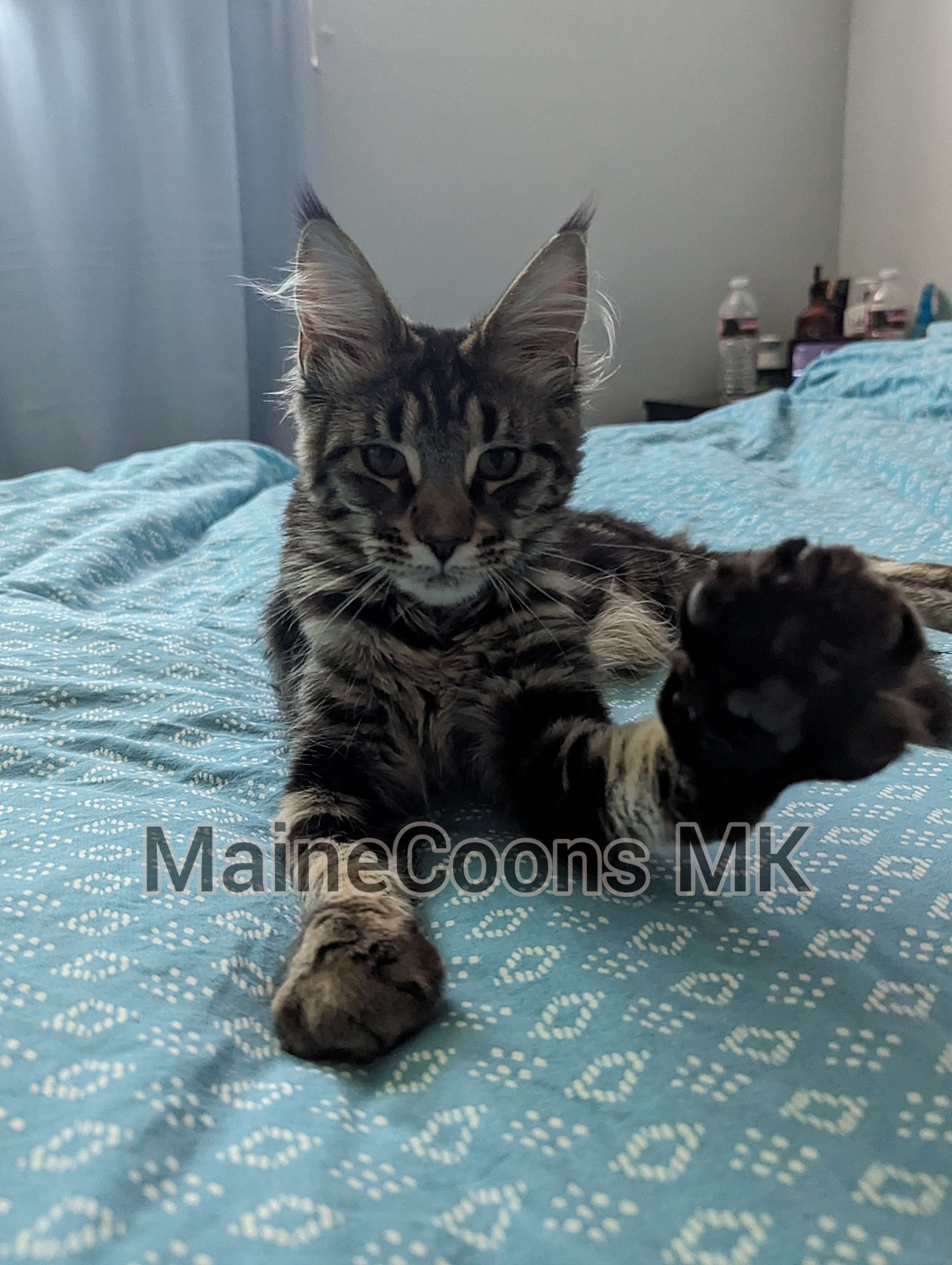 Anastasia (Sold to Maggie in Moab, UT)