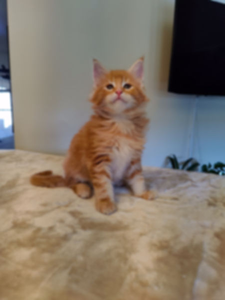 Garfield (Sold to Brandy in UT)