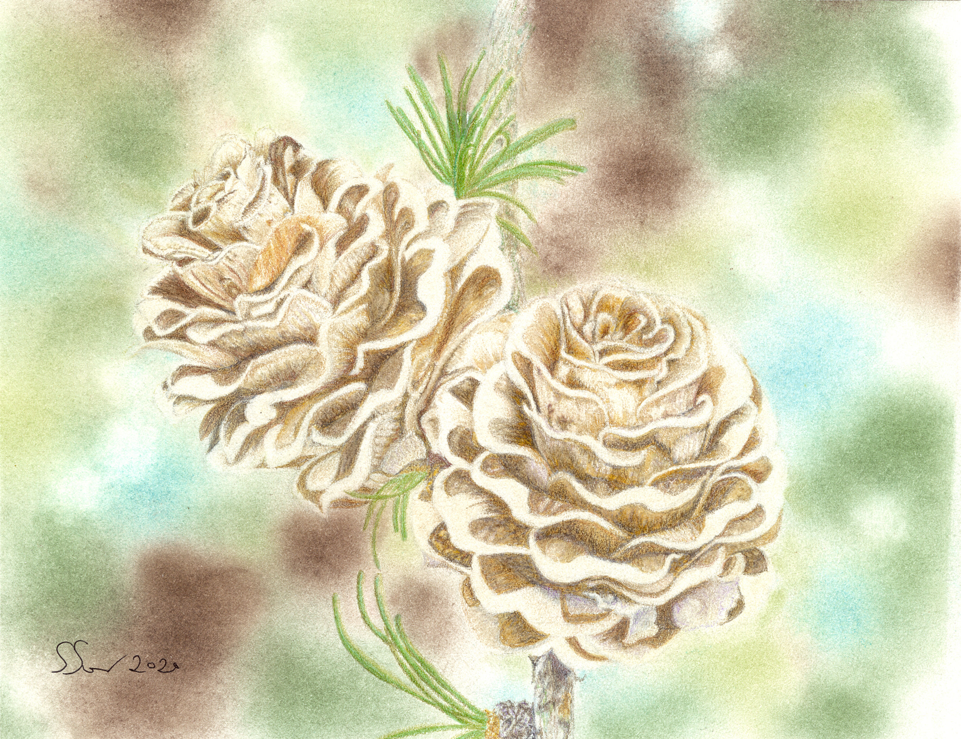 Pine Cones/Giclee