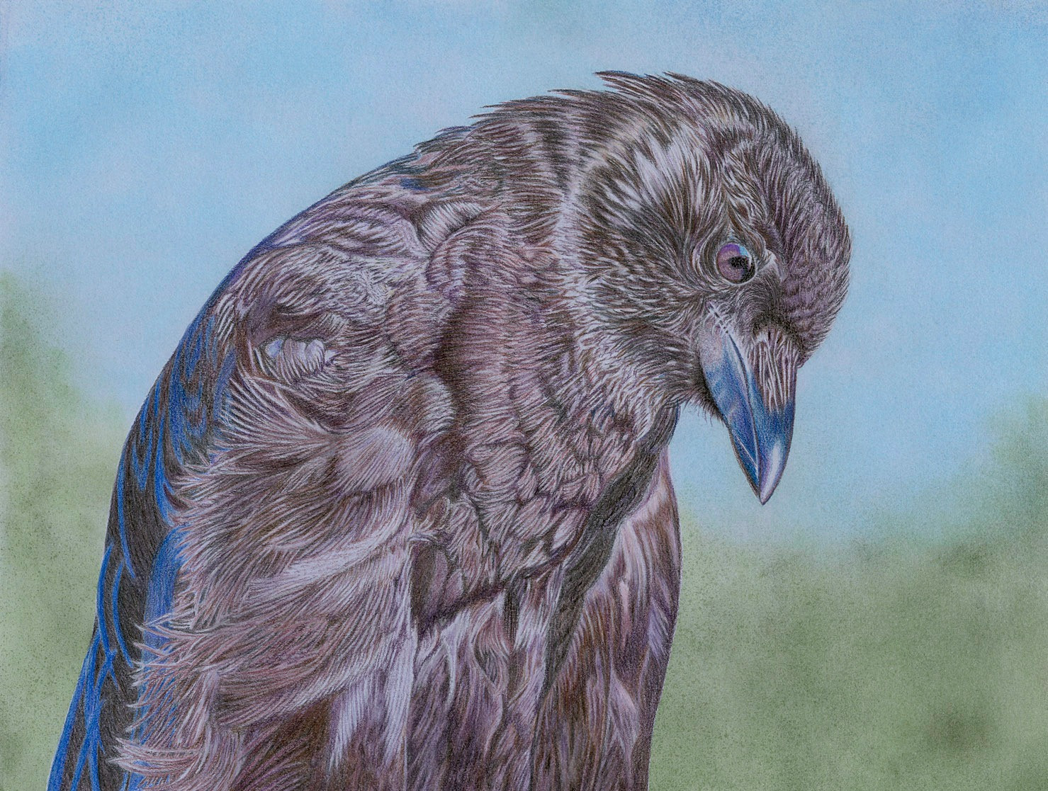 Crow/giclee