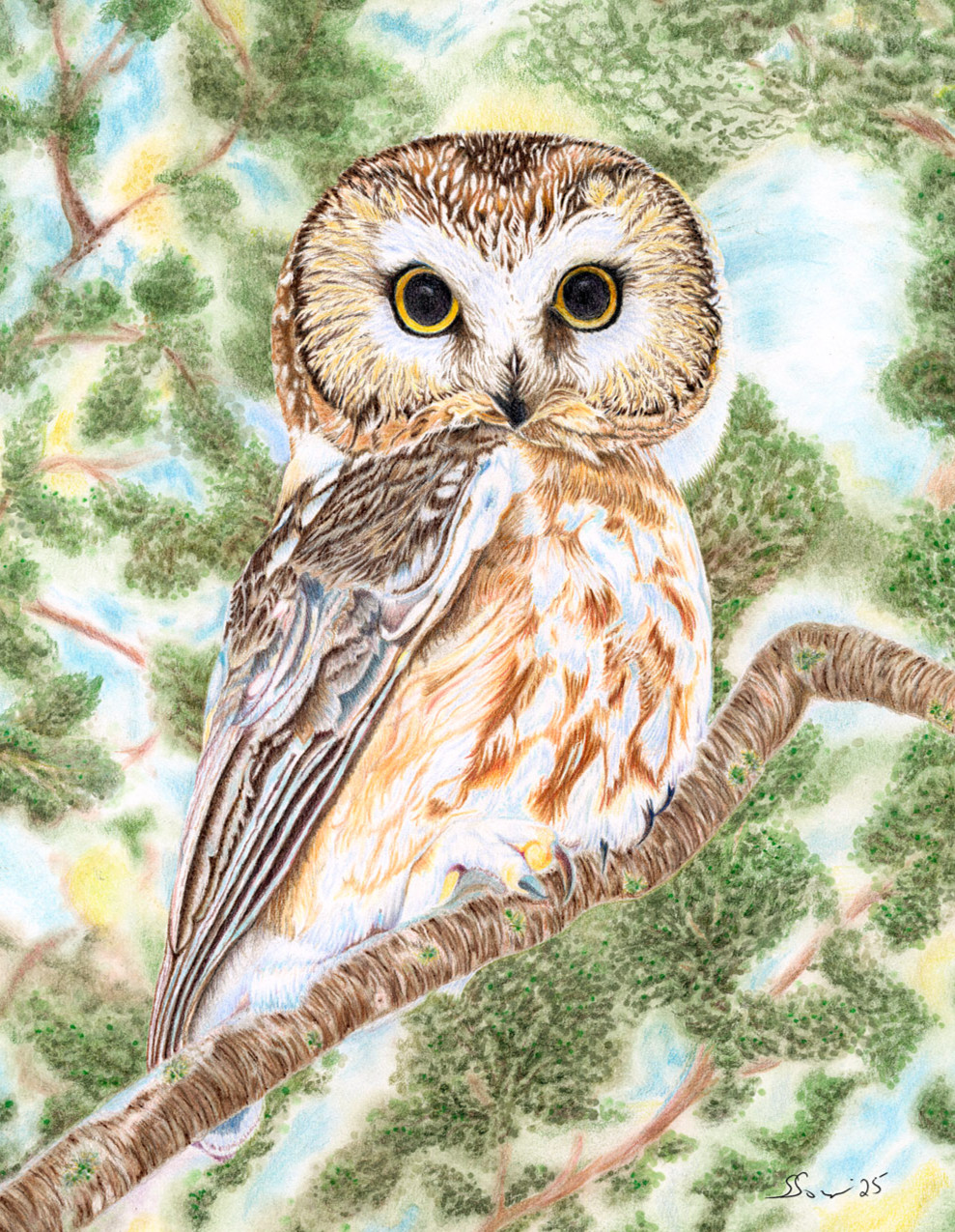 Saw Whet Owl (original art)