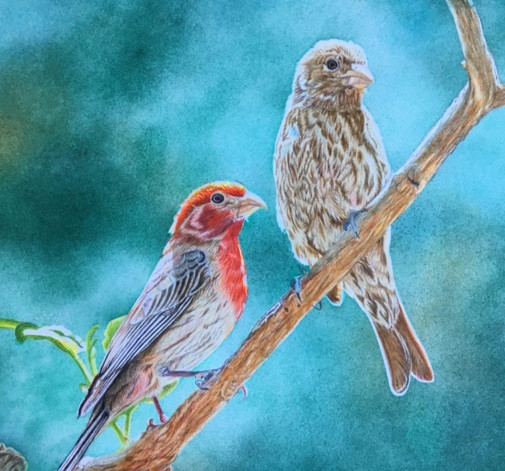 Two Finches/giclee
