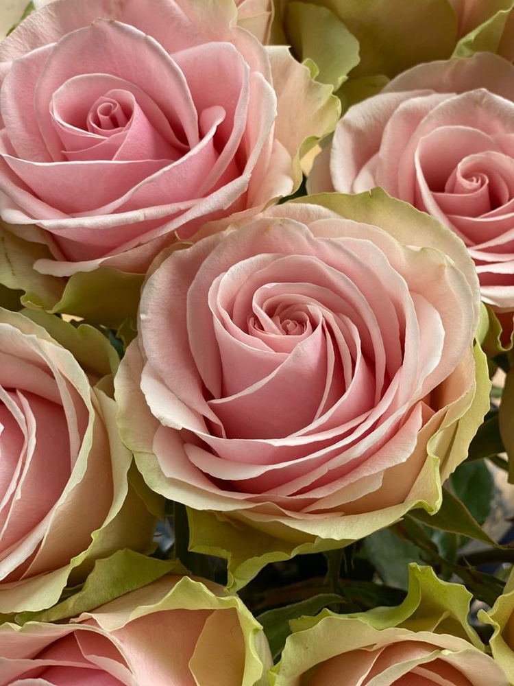 Take Time to Smell the Roses