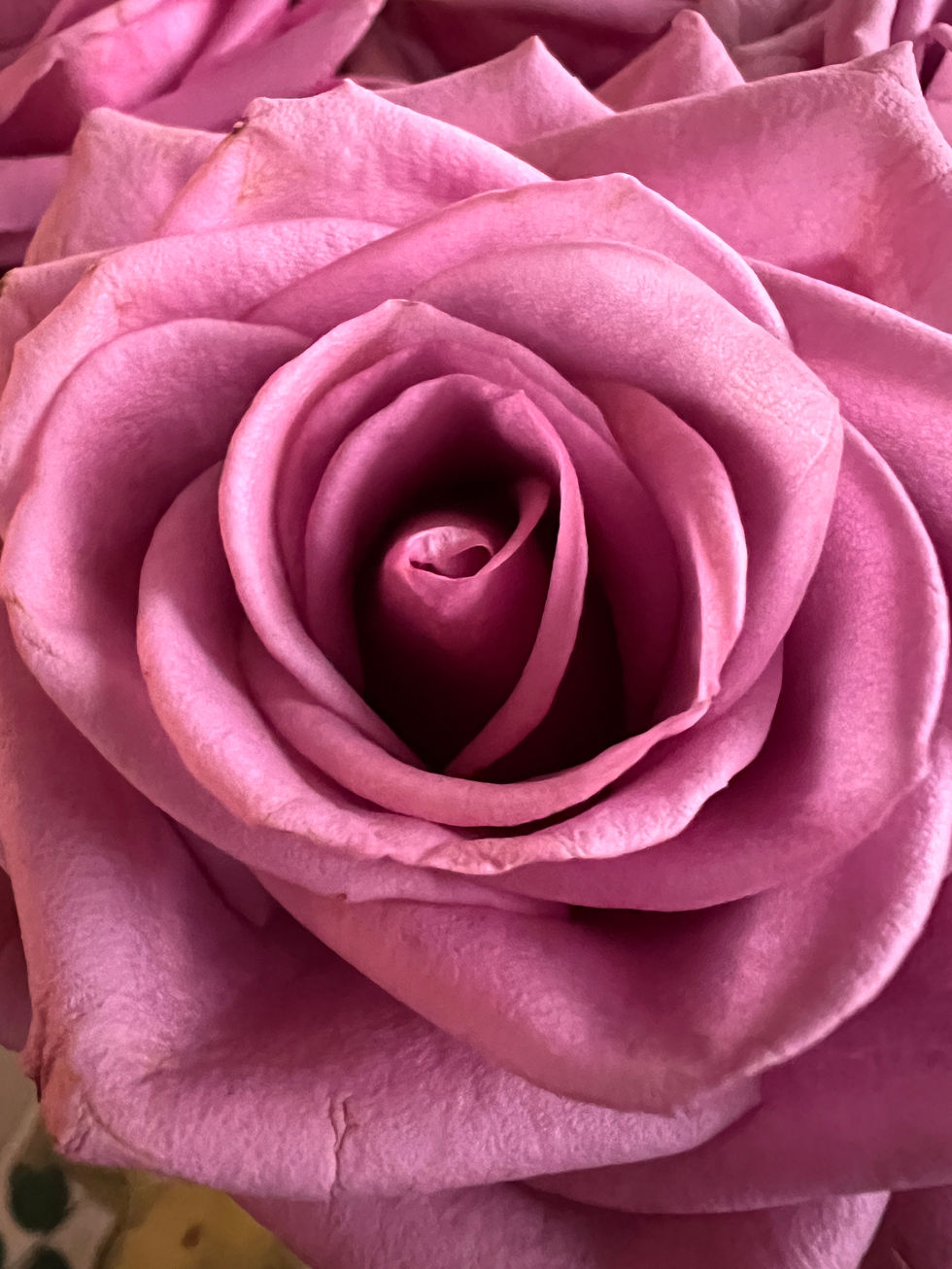 A Rose is a Rose