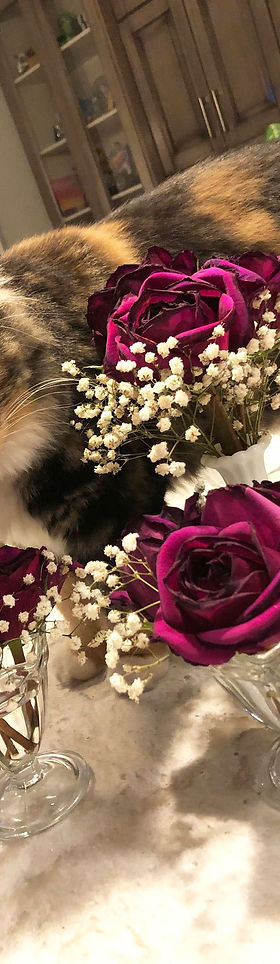 Studio Supervisor - photo of cat