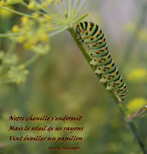 Photo Arzhtelier