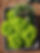 Butter Lettuce