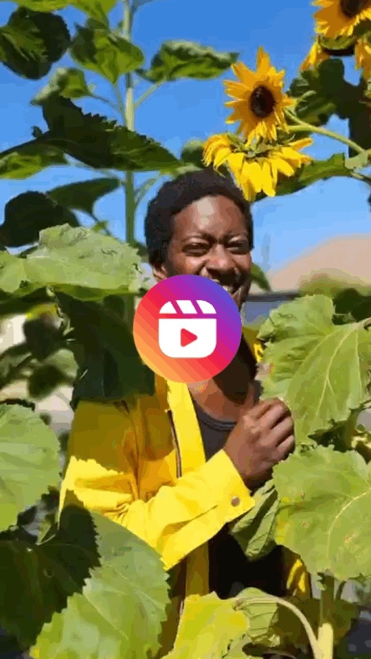 Video.gif