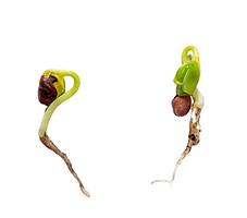 images (4).png