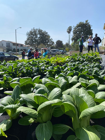 Plants growing.JPEG