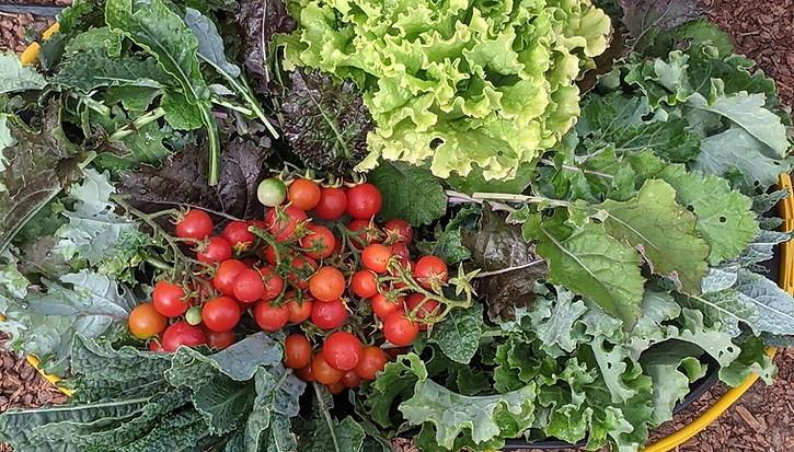 Asante Microfarm Harvest