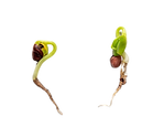 seeds.png