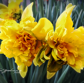 Yellow Ruffle Double Daffodil