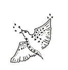 starling illustration by chloe march