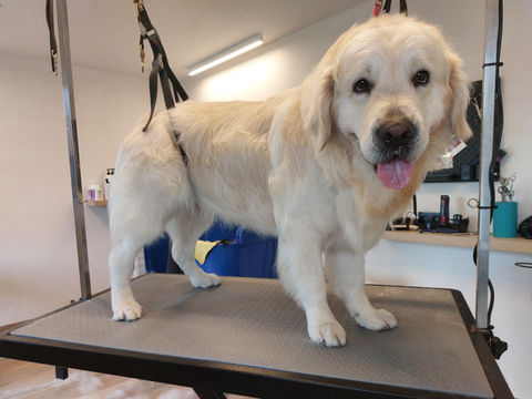 Golden Retriever Kai na zijn trimbeurt met een glanzende en gezonde vacht bij Hondenkapsalon Care Fur a Walk.