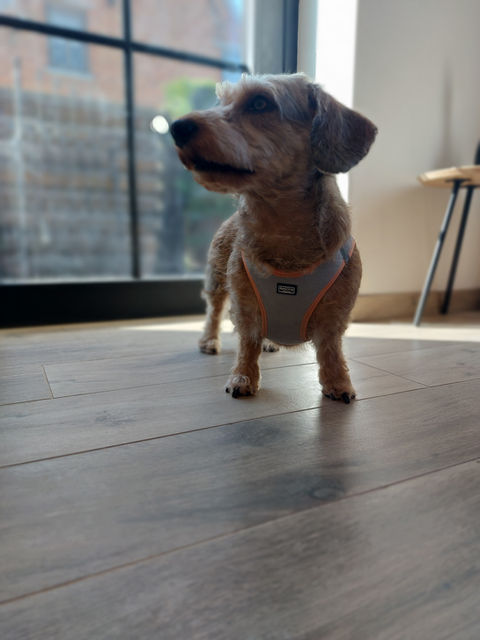 Ruwharige Teckel Colette staat fris en getrimd klaar om te vertrekken bij Care Fur a Walk trimsalon.