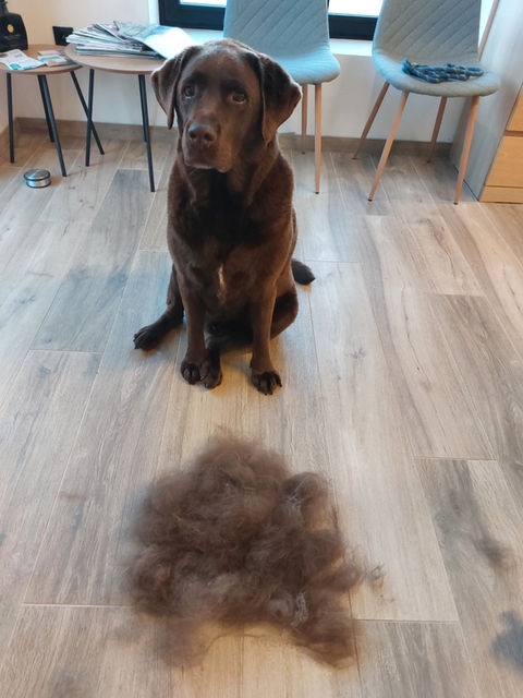 Labrador Boris na de trimbeurt, met de geknipte vacht op de grond in het honden- en kattentrimsalon in Geel.