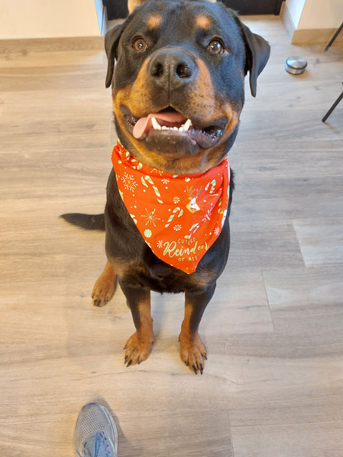 De grote Rottweiler Max zit rustig op de grond met een oranje bandana na zijn verzorging bij Care Fur a Walk.