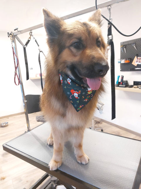 Kruising Ollie met een kerstsjaal op de trimtafel in de honden- en kattentrimsalon in Geel.