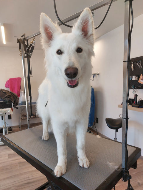 Zwitserse Witte Herder Ida op de trimtafel in de honden- en kattentrimsalon in Geel.