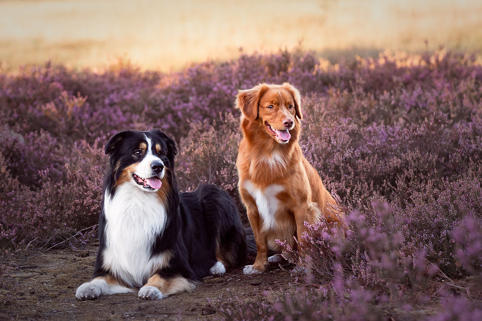 Twee net geknipte honden in de lavendel