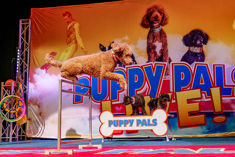 PUPPY PALS LIVE!