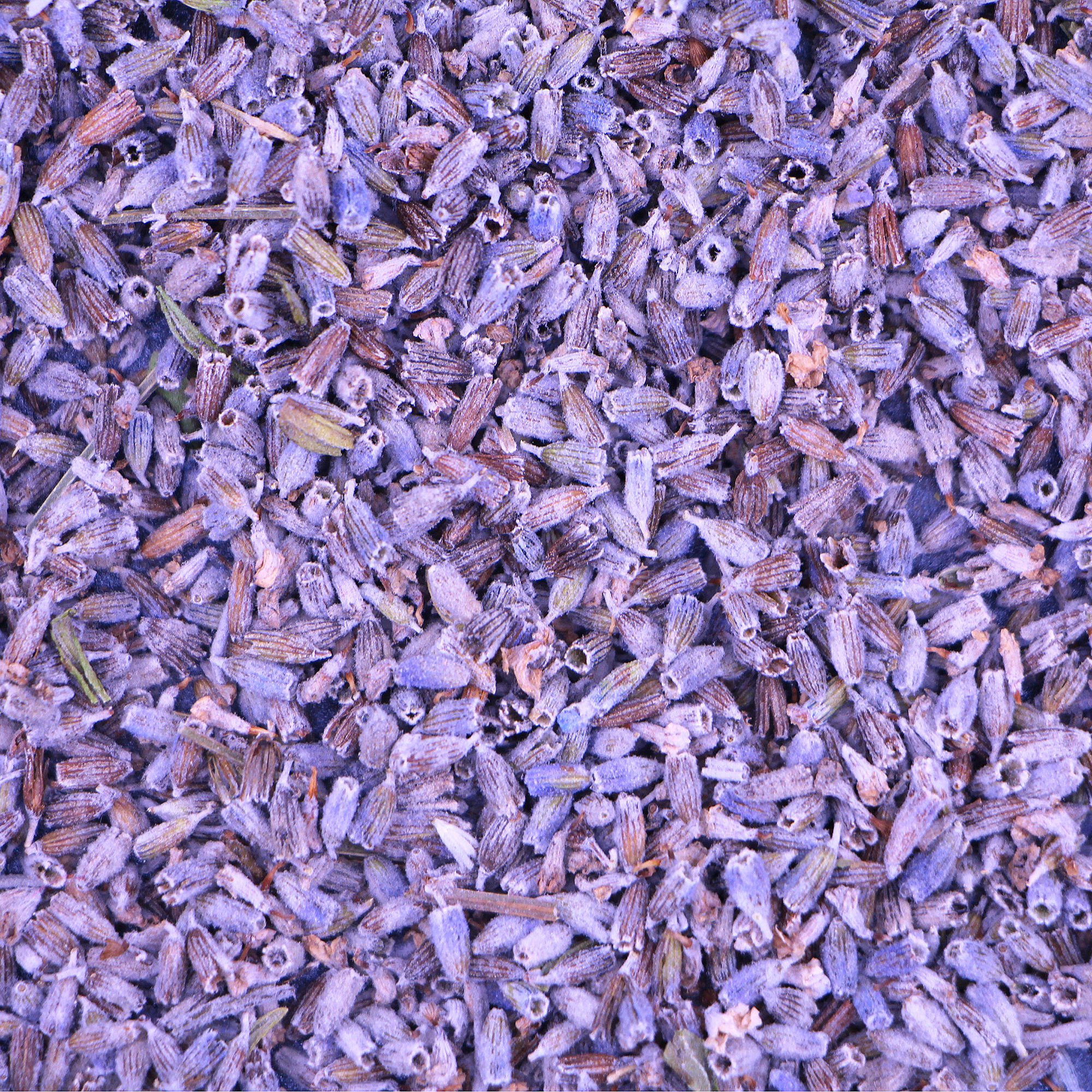 Квіти лаванди