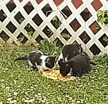 Panda's Posts #22, July 20, 2021