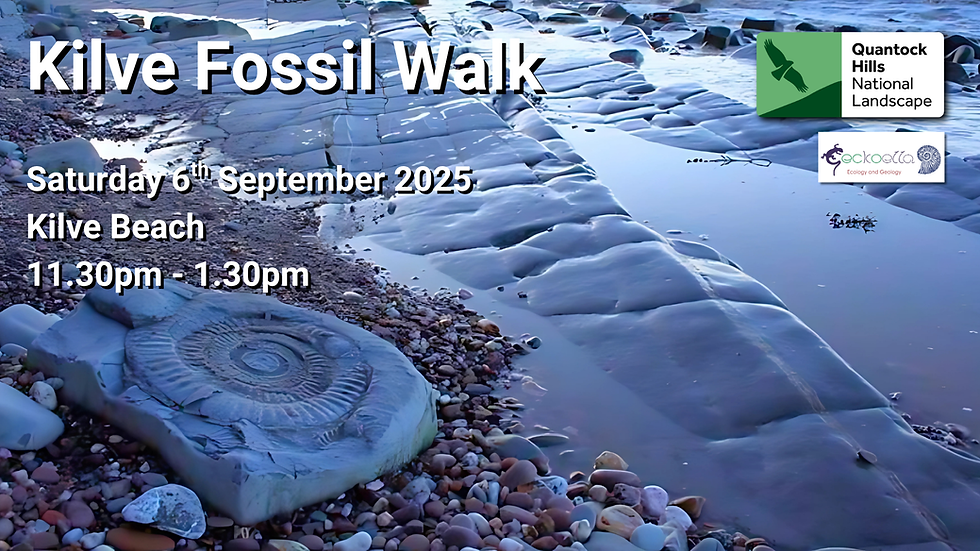 Kilve Fossil Walk