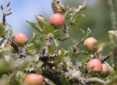 Small child choosing apples from a wheelbarrow