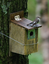 Female Pied Flycatcher_Andy Harris_RS.JP