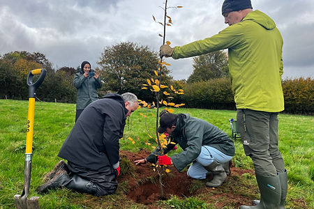 Group tree planting