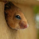 Dormouse (Thames_Water).JPG