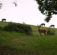 Deer june 07.jpg