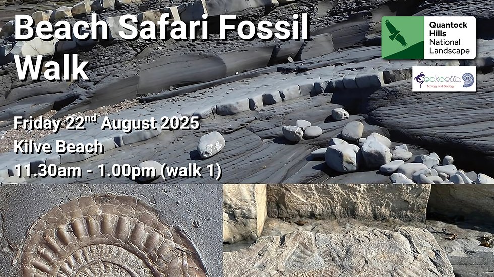 Beach Safari Fossil Walk (Walk 1)