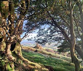 Beech hedgebank above Triscombe.jpg