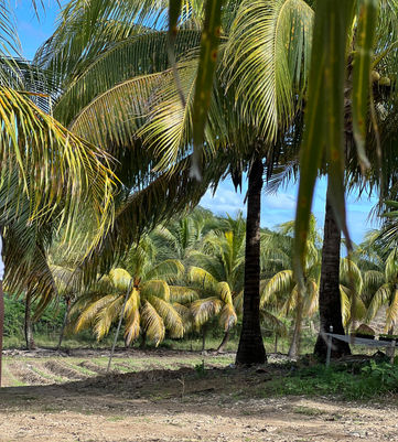 the coconut canopy on Rick P's Farm on the Agro District Hike
