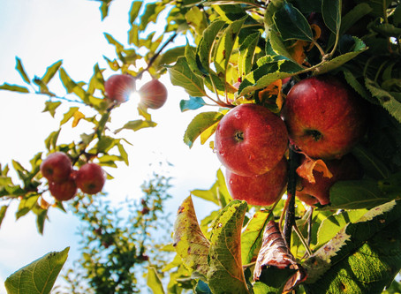 Managing Arthritis Through Diet
