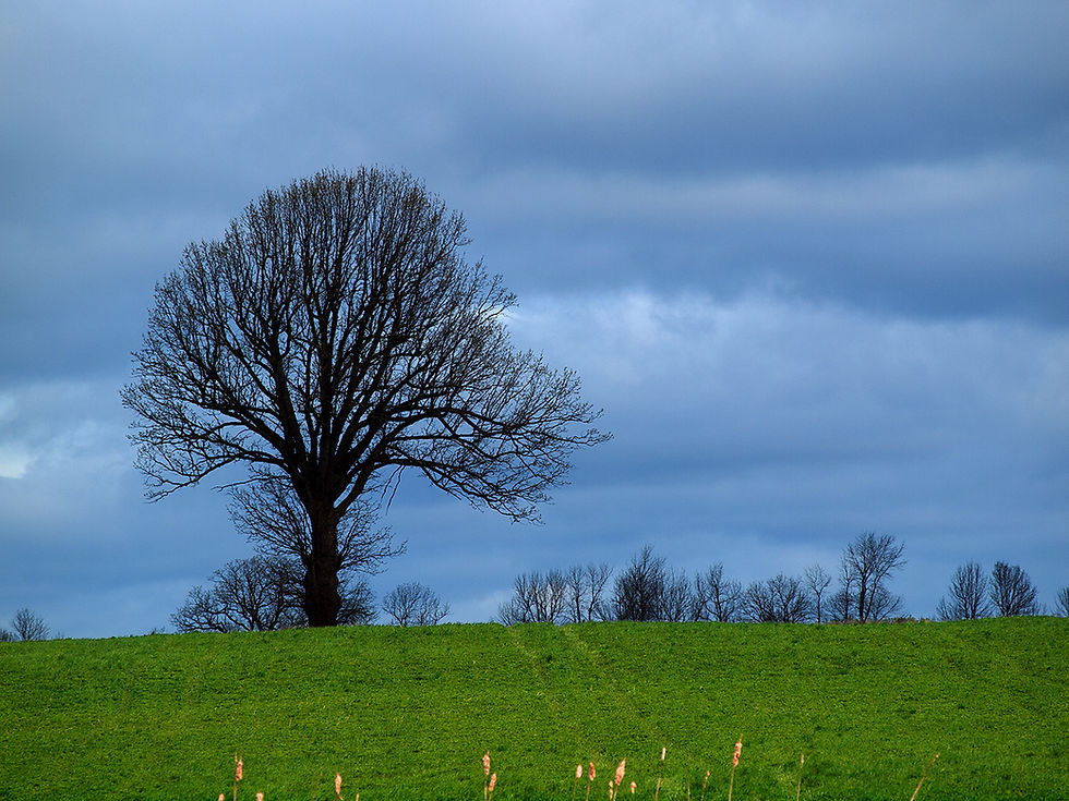 tree - in context: field, sky