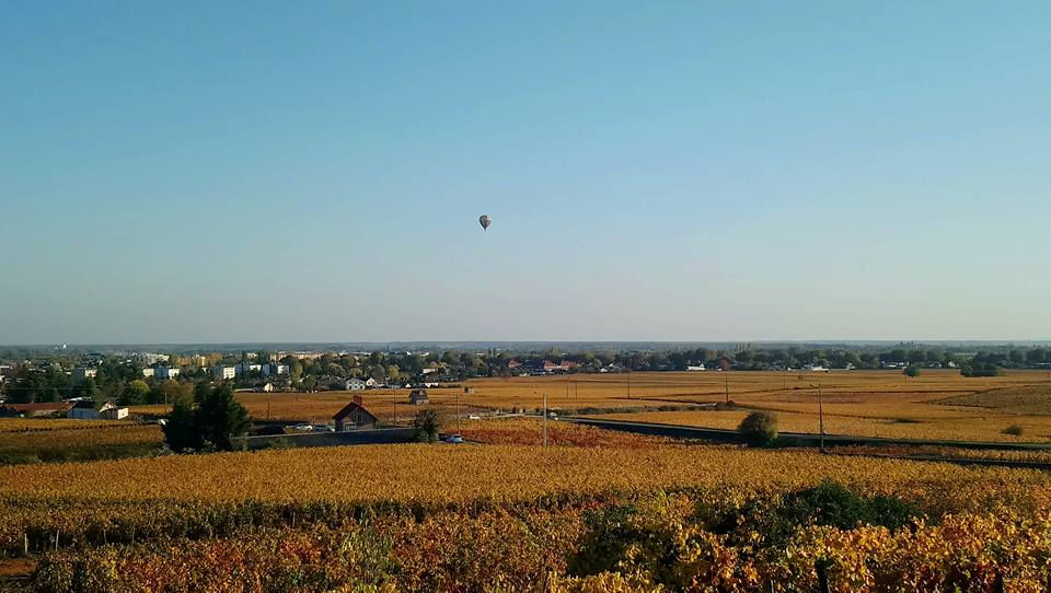 Vignes de Beaune (Côte-d'Or)