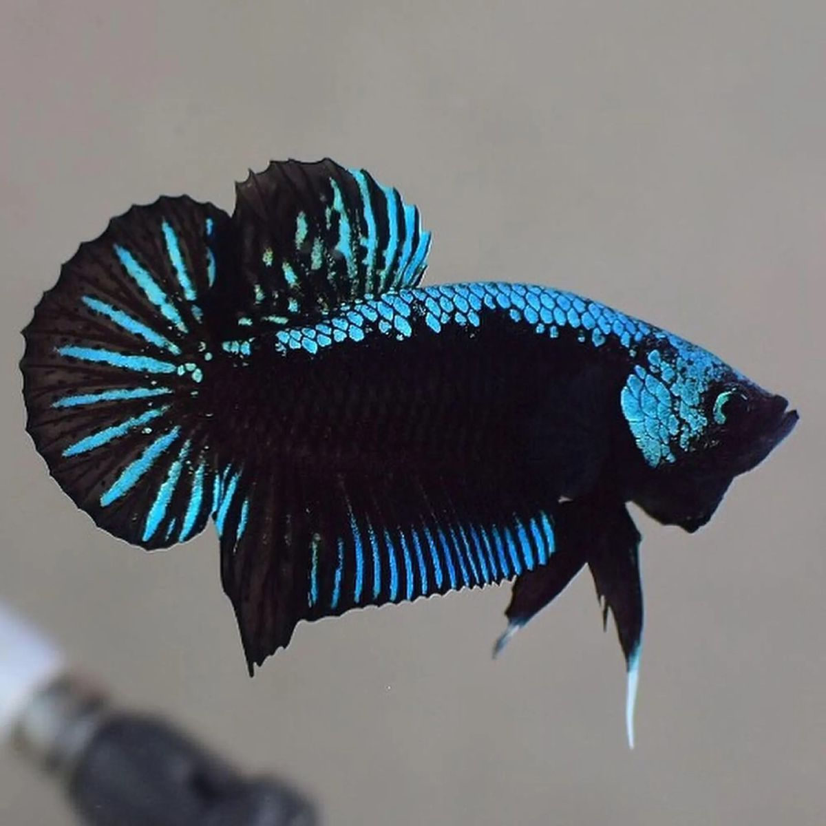 Betta Blue Samurai PK — Rare