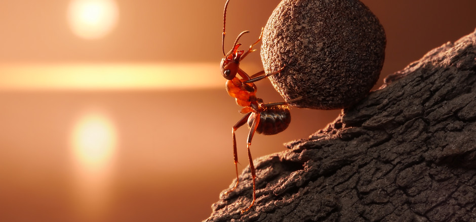 ant Sisyphus rolls stone uphill on mount