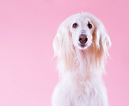 Dog on Pink_edited.jpg