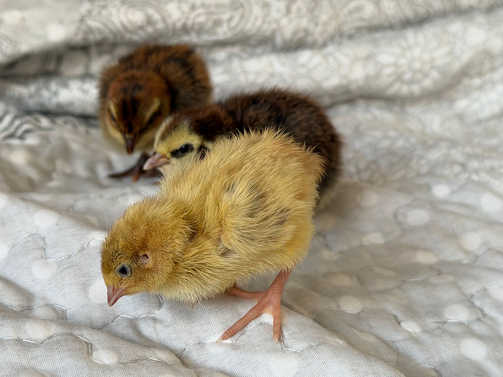 Thumbnail: Coturnix Mix colour Chicks ( Collection only or local delivery )