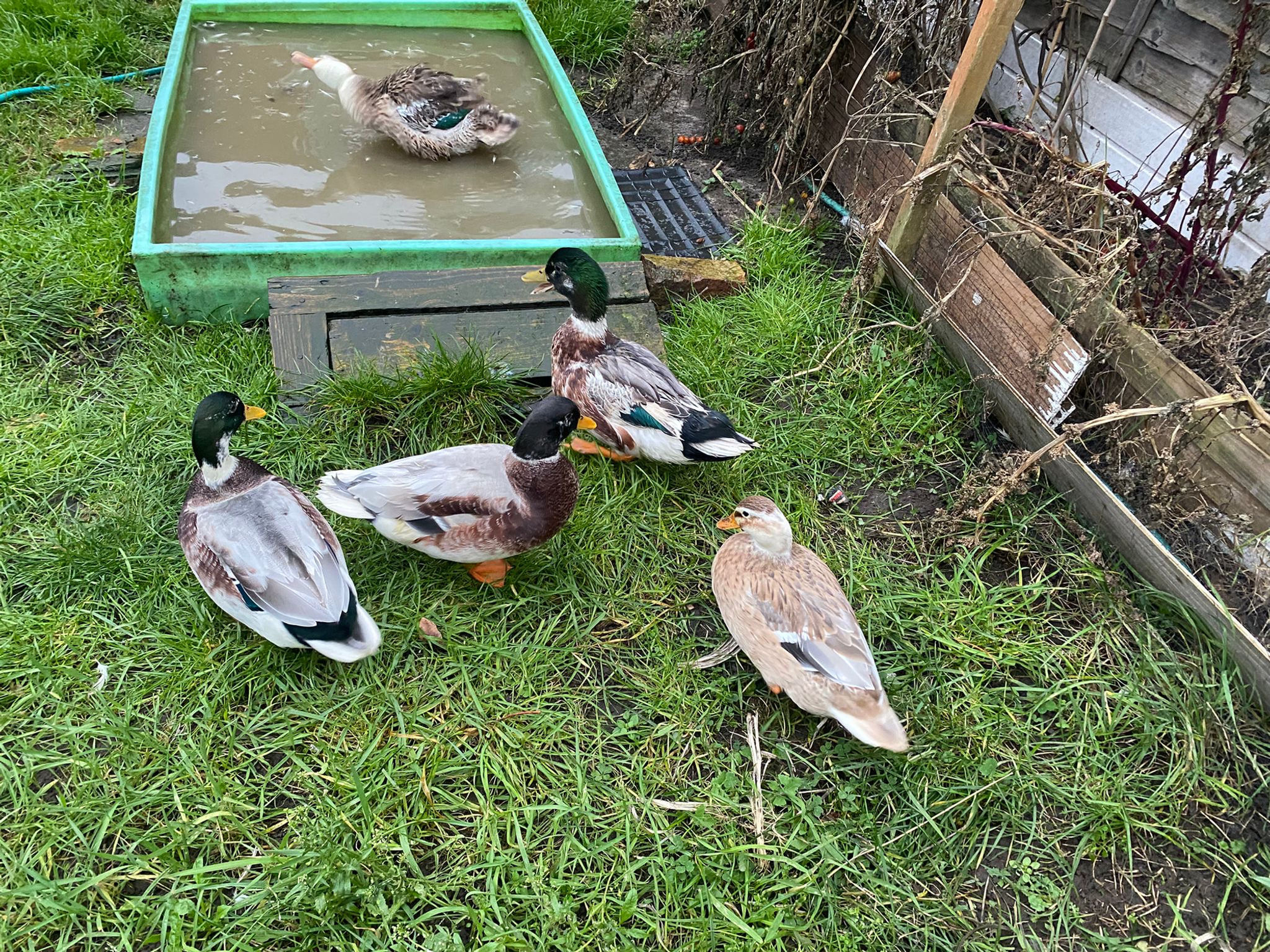 6 Miniature Apple yard Duck hatching eggs