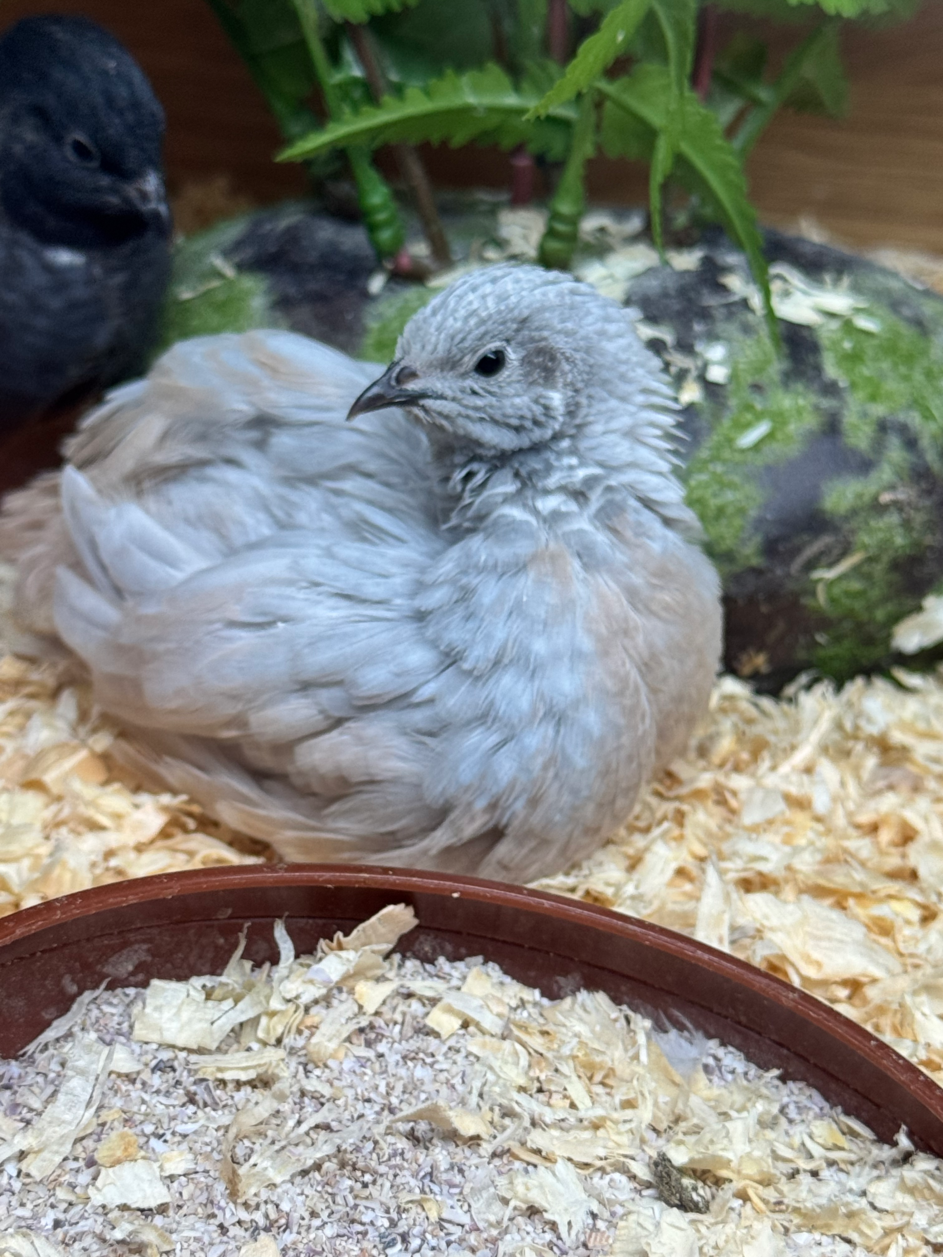 12 Chinese Painted Quail Eggs ( silver )
